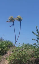 Colores de Cuba 15gg - 20190417 133916